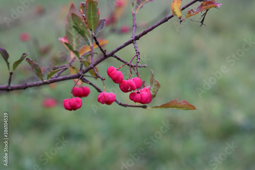 Bright unique pink flowers with fruits of Euonymus europaeus photo