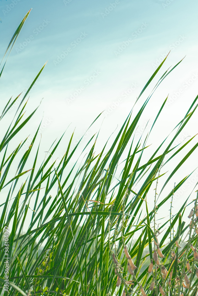 Naklejka premium green grass and sky