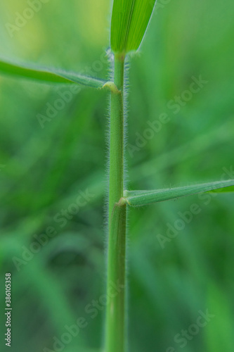 close up of a green grass