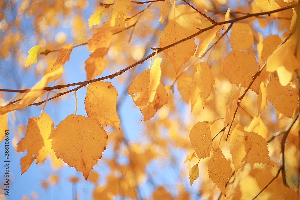 autumn park sun landscape / seasonal autumn landscape in a yellow park, sun rays at sunset in October autumn park sun landscape / seasonal autumn landscape in a yellow park, sun rays at sunset in October