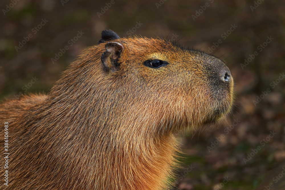 Capybara - Hydrochoerus hydrochaeris, portrait of giant rodent from South American savannas, swamps and grasslands, Brazil. Capybara - Hydrochoerus hydrochaeris, portrait of giant rodent from South American savannas, swamps and grasslands, Brazil.