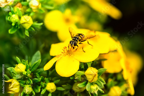 A wasp in the process of collecting pollen on a flower. Close-up macro photography © Chake