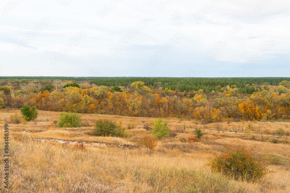autumn forest landscape with blue sky background