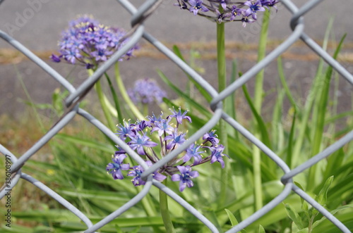 金網の向こう側の青い花