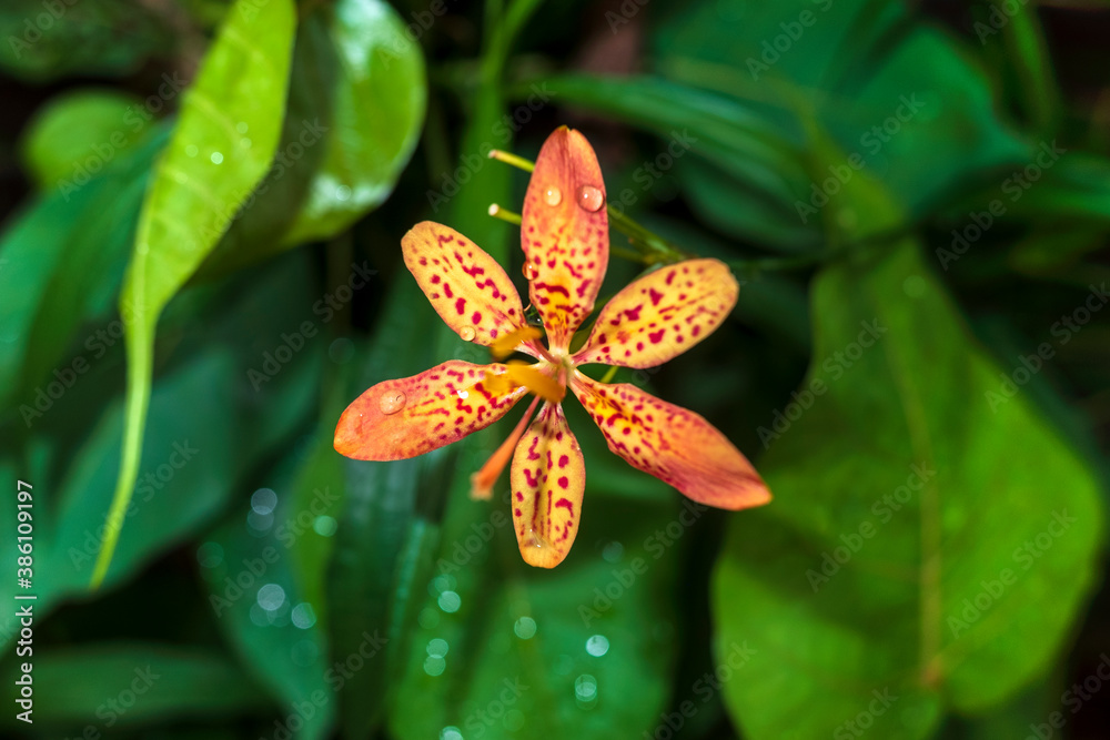 Blackberry Lily, beautiful floral plant in garden. Flower nursery, orange colour.
Blackberry Lily, beautiful floral plant in garden. Flower nursery, orange colour.