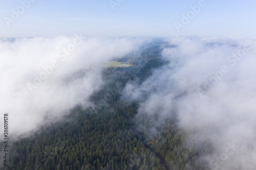 Aerial view of pine and fir-tree forest in mist early morning. Mysterious cloudy and foggy weather. Russian nature. Drone flies in clouds above.