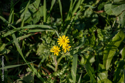 yellow flowers in the garden