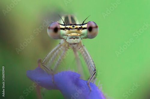 dragonfly © Christian