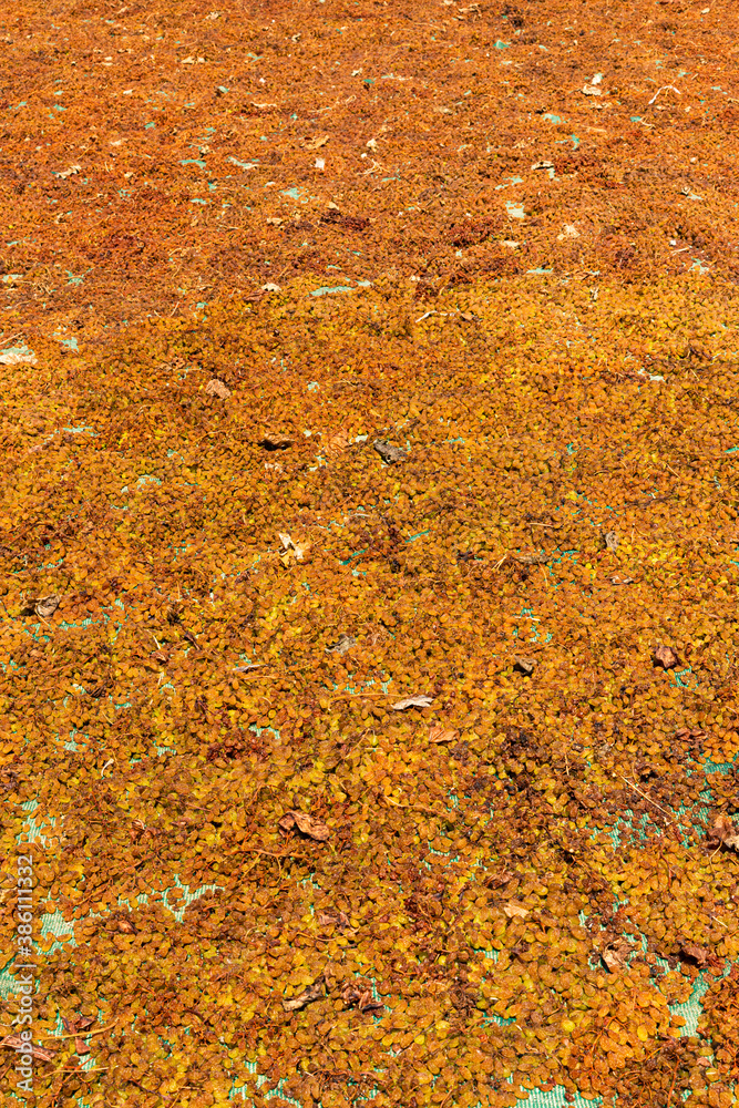Sultanina sun raisings grapes placed on flat ground to air dry. Rural Archanes region vineyards, Heraklion, Crete, Greece. Sun raising production concept. Sultanina sun raisings grapes placed on flat ground to air dry. Rural Archanes region vineyards, Heraklion, Crete, Greece. Sun raising production concept.