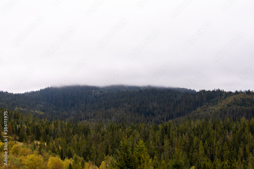 Mountains and coniferous forest in the fog. Carpathians. Ukraine.