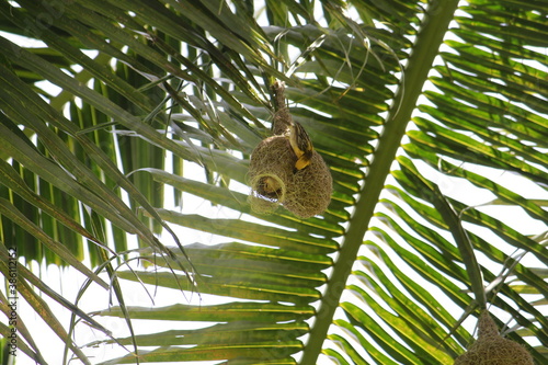 Baya weavers constructing its nest on a coconut tree.