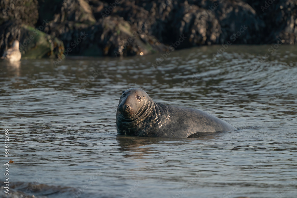 Fototapeta premium A gray seal, Halichoerus grypus. Swimming in the sea with waves, head above water. Rock in the background