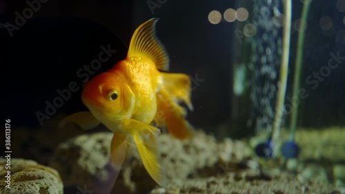 A small goldfish swimming in a fishbowl with stones and  aquatic plants. Goldfish swimming in tank. Underwater life concept. Wishmaker. Meditation. Relax. photo