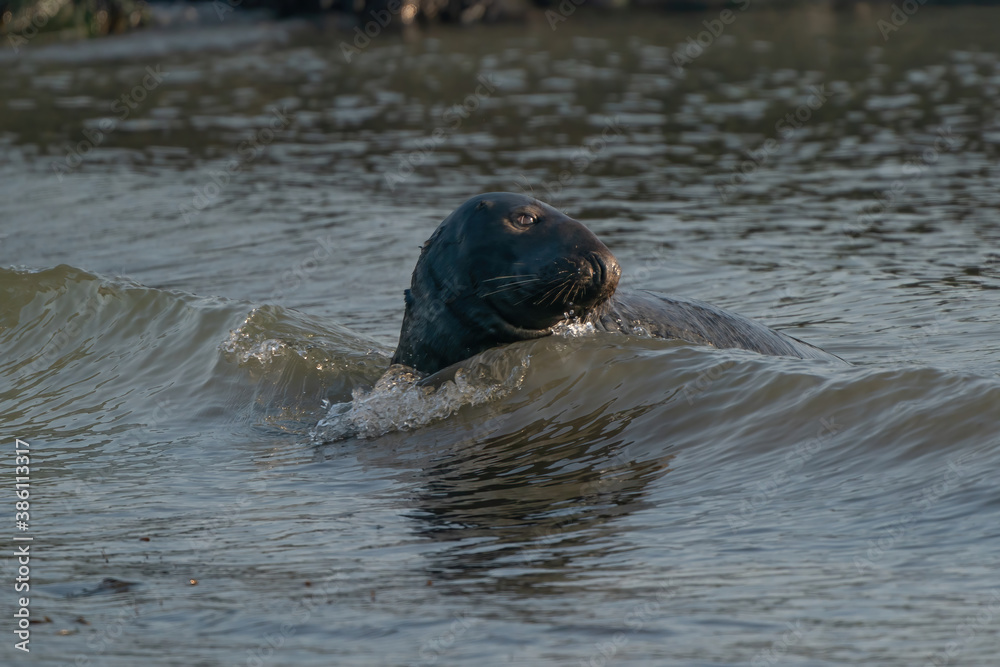 Fototapeta premium A gray seal, Halichoerus grypus. Swimming in the sea with waves, head above water. Rock in the background