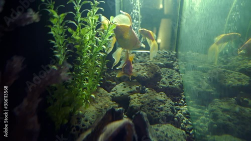 A small goldfish swimming in a fishbowl with stones and  aquatic plants. Goldfish swimming in tank. Underwater life concept. Wishmaker. Meditation. Relax. photo