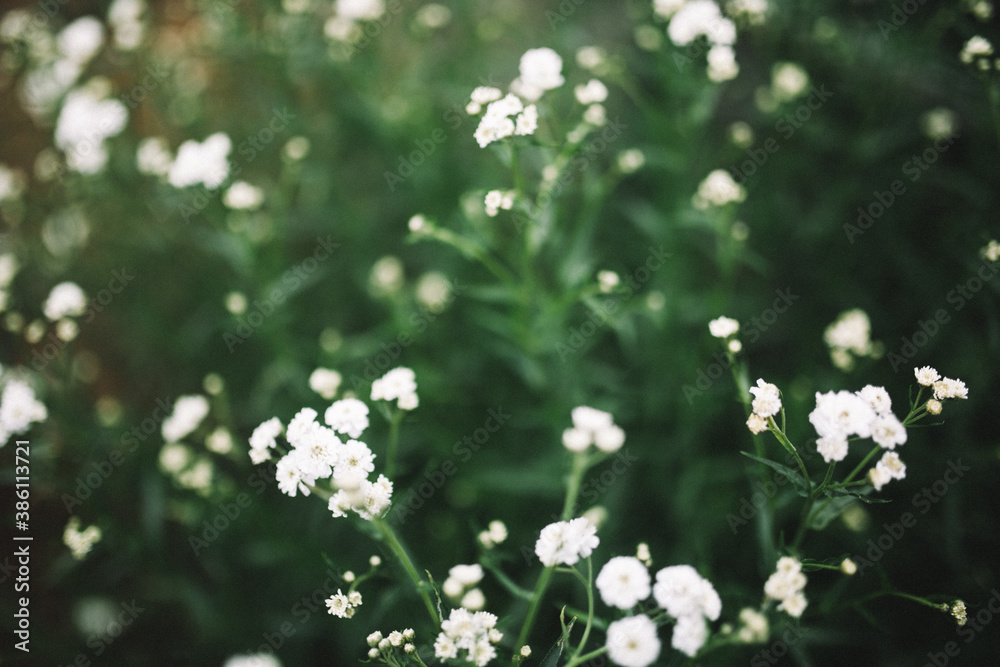 white flowers in the forest, blooming baby's breath