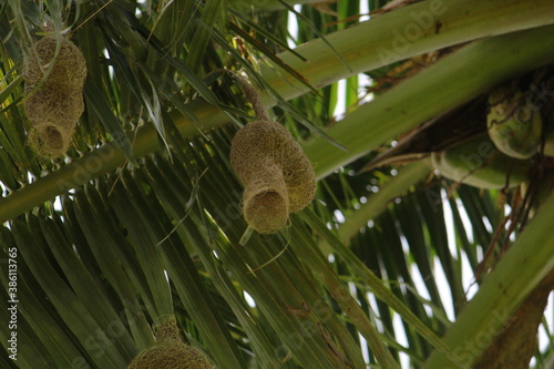 Baya weavers constructing its nest on a coconut tree.
