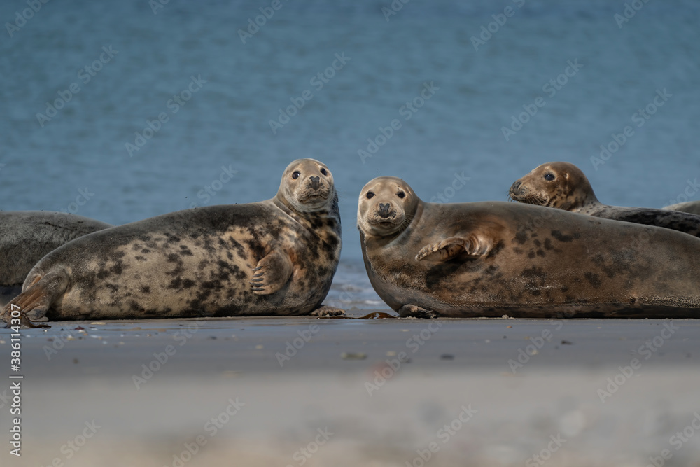 Funny lazy seals in the sea of Dune, Germany. Two seals look straight into the camera