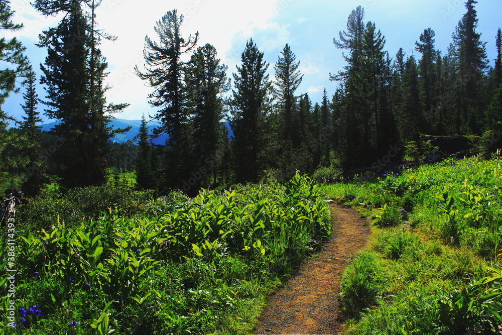 Obraz premium path in the forest