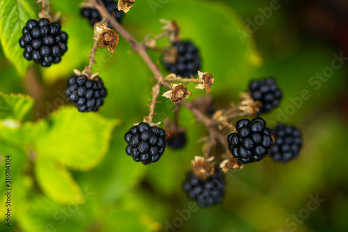 Ripe blackberries on the bush with selective focus. Berry background.