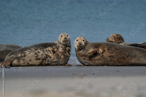 Obraz na płótnie Funny lazy seals in the sea of Dune, Germany. Two seals look straight into the camera w salonie