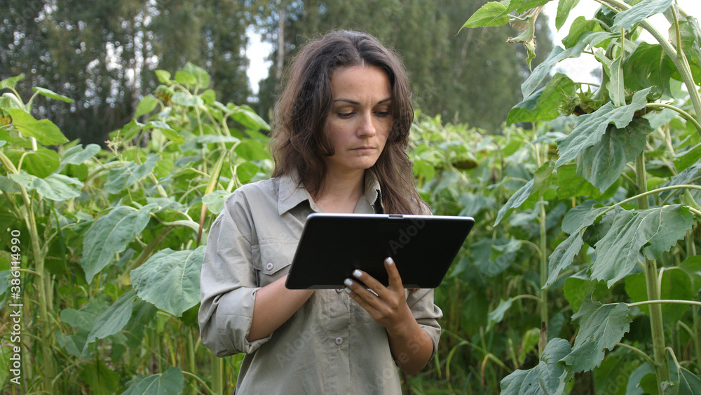 Farmer girl working with tablet in sunflower field inspects blooming sunflowers, business woman analyzing harvest. agricultural business. Farming concept. Farmer girl working with tablet in sunflower field inspects blooming sunflowers, business woman analyzing harvest. agricultural business. Farming concept.