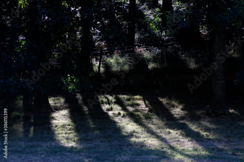 Countryside in a summer day