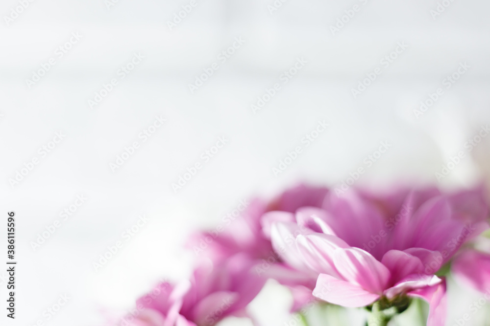 Pink flowers on white background. Copyspace. Celebration concept. Selective focus Pink flowers on white background. Copyspace. Celebration concept. Selective focus
