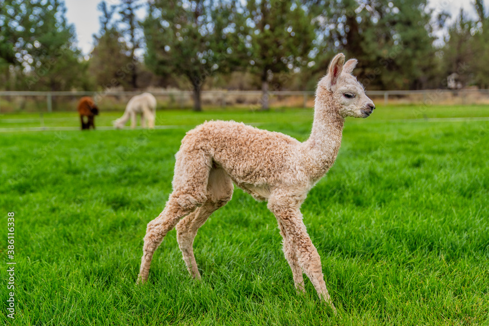 A Baby Crea Alpaca in Oregon A Baby Crea Alpaca in Oregon