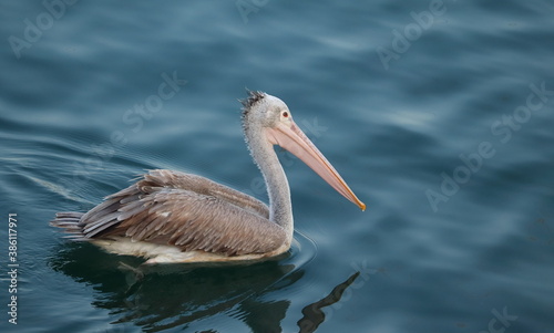 profile view closeup of Brown pelican floating in a clear freshwater lake