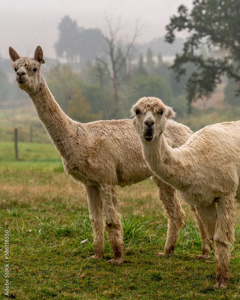 Fototapeta premium Alpacas on a farm in Oregon