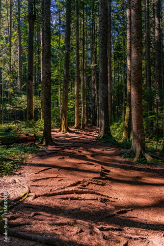 Peat bog forest Red Creek (...