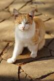 White ginger cat sitting on the street in autumn sunny day
