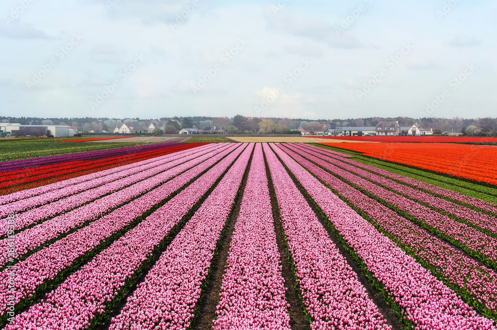 tulip field rows with sky