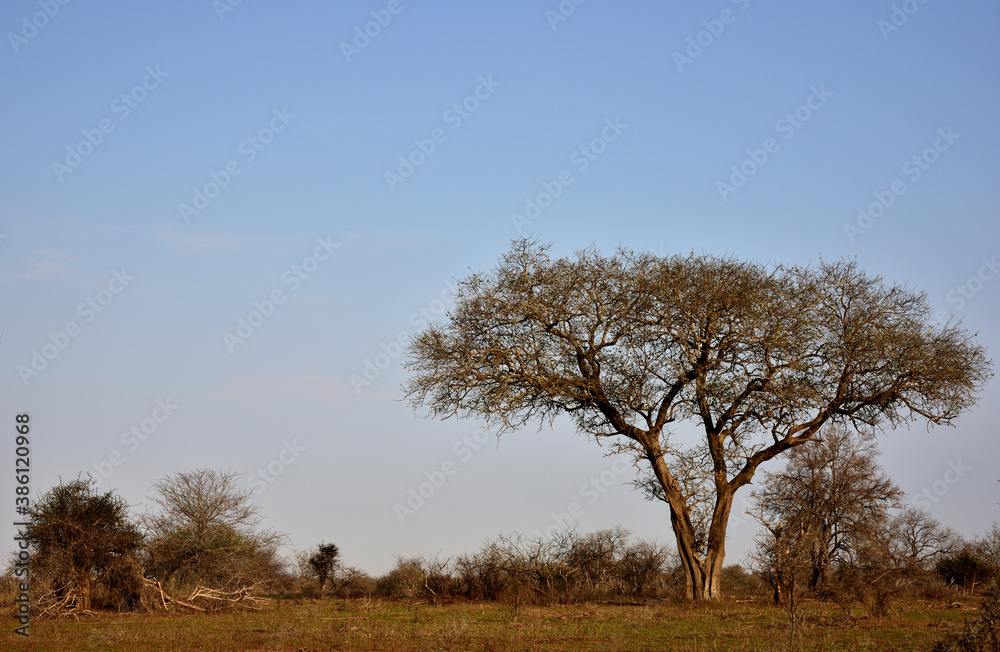 An Acacia tree on an African savannah in the Kruger Park An Acacia tree on an African savannah in the Kruger Park