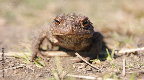 Portrait of a common toad