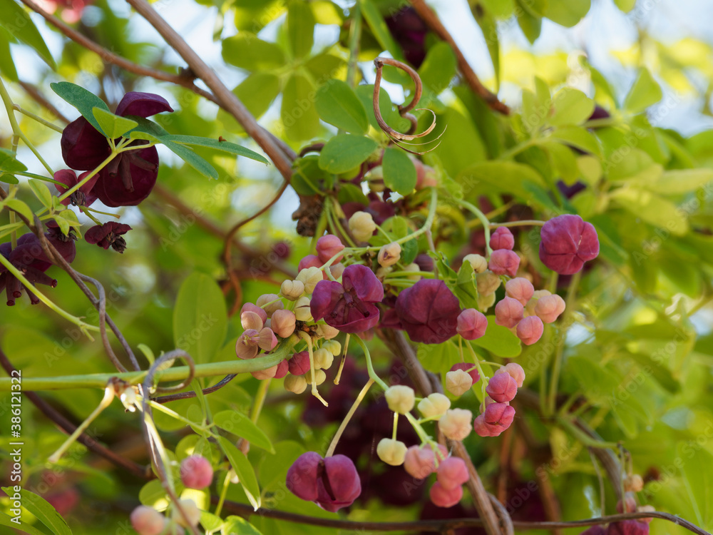 (Akebia quinata) Akébie à cinq feuilles plante grimpante d'ornement de treillis ou palissades aux grappes de fleurs rose-lilas et violacé pourpre (Akebia quinata) Akébie à cinq feuilles plante grimpante d'ornement de treillis ou palissades aux grappes de fleurs rose-lilas et violacé pourpre