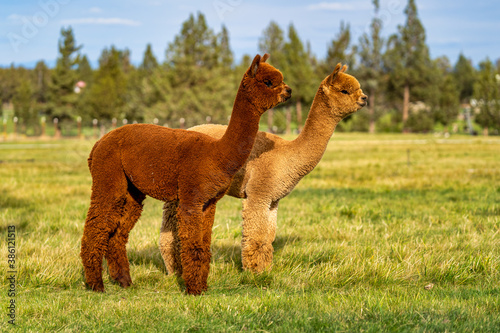 Alpacas on a farm in Oregon photo