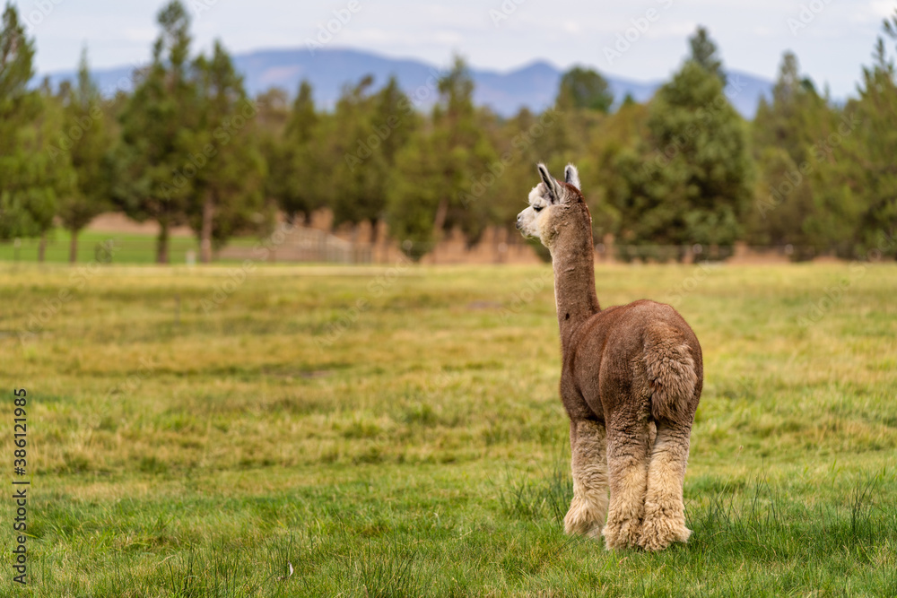 Alpacas on a farm in Oregon