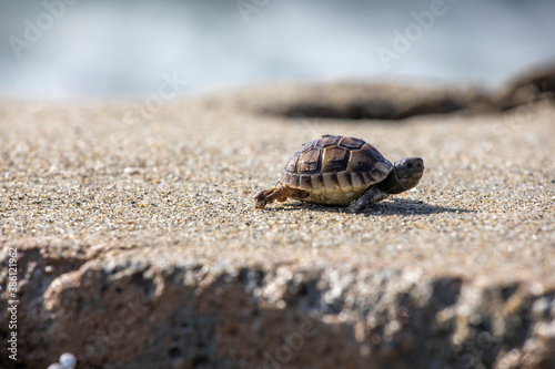  small sea turtle washed ashore in a storm with garbage horizontal format