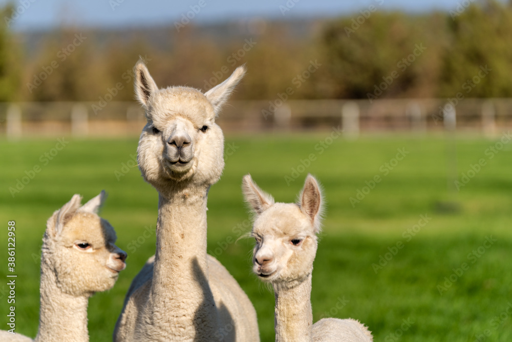 Alpacas on a farm in Oregon