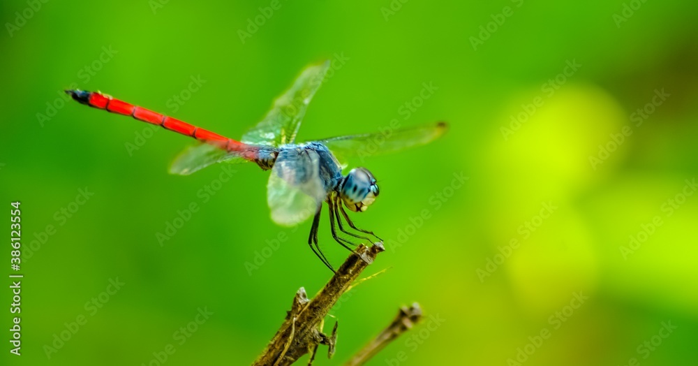 blue dragonfly on a green leaf blue dragonfly on a green leaf