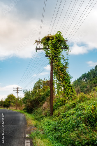 ivy covered old wooden telegraph pole photo