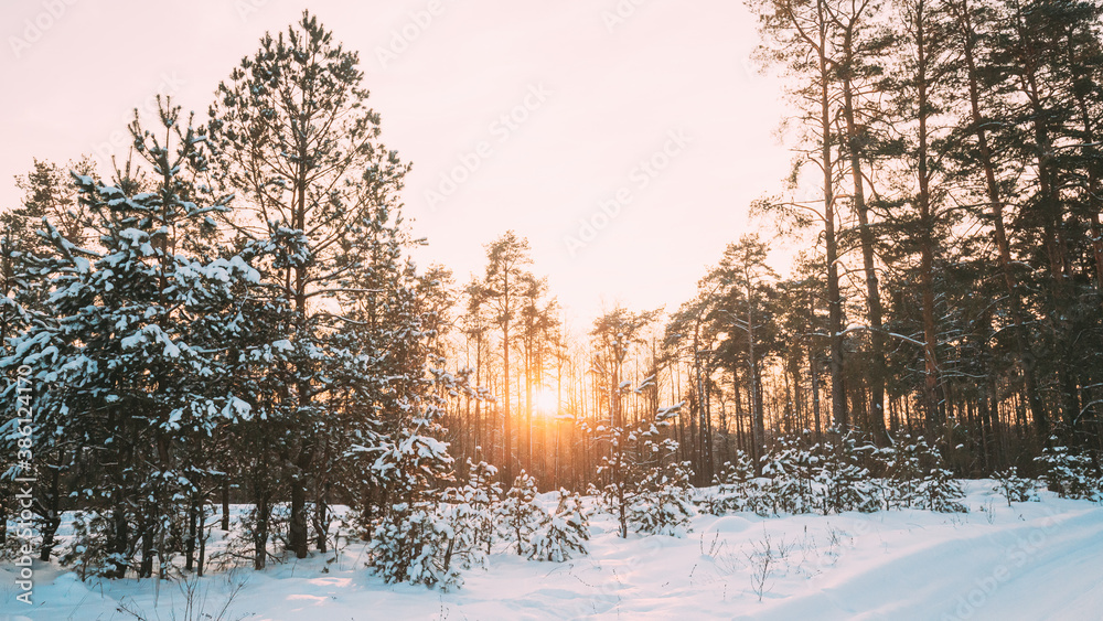 Natural Sunset Sunrise Over Forest. Yellow Color Sky Over Winter Snowy Wood. Landscape Under Sky At Sunset Dawn Sunrise