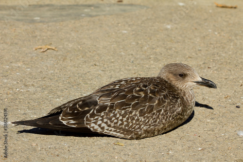 Gaviota sombría (Larus fuscus) descansando sobre la arena en Vigo (España).