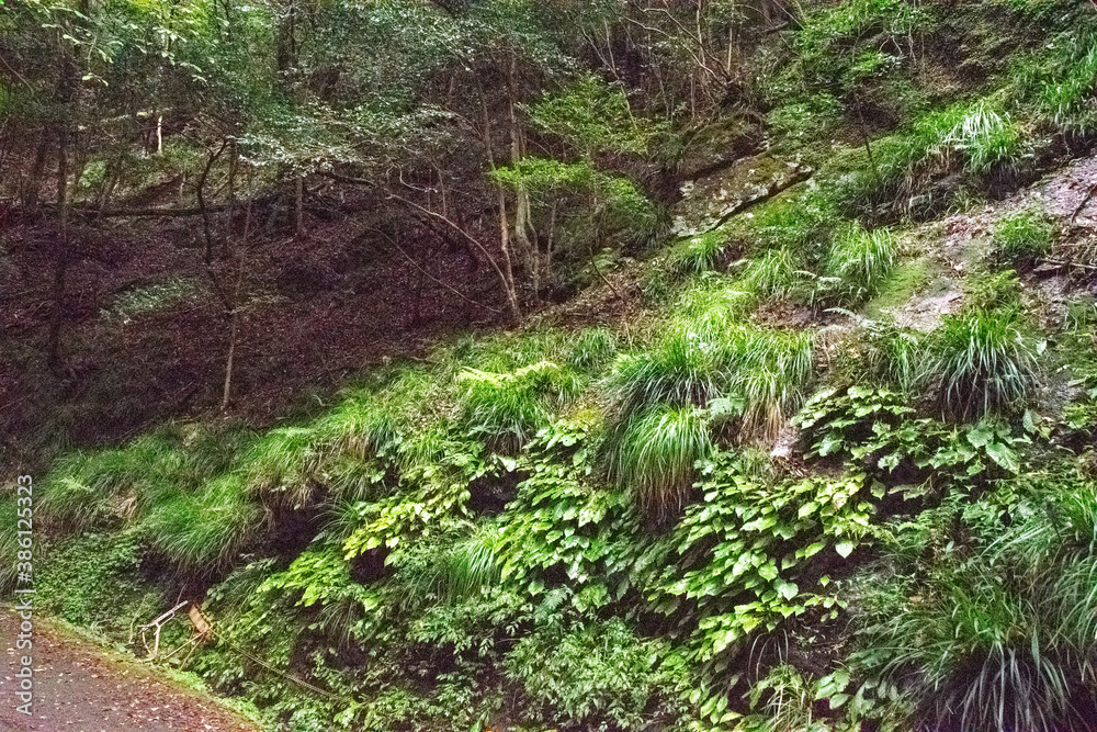 森林 森林