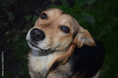 portrait of a laughing dog © Oleksandr