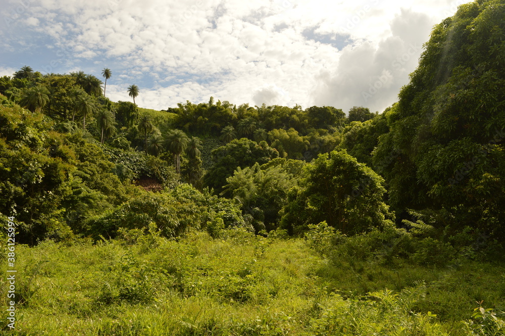 Obraz premium The lush rainforest and jungle landscapes of St Vincent And the Grenadines islands, Caribbean Ocean