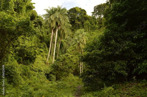 Fototapeta Naklejka Na Ścianę i Meble -  The lush rainforest and jungle landscapes of St Vincent And the Grenadines islands, Caribbean Ocean