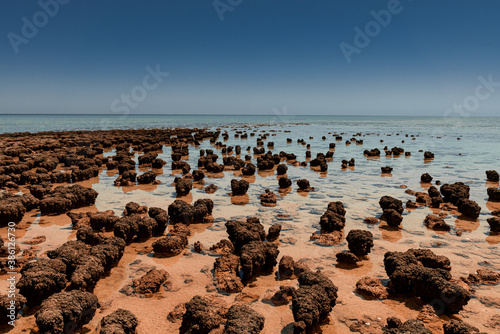 Hamelin Pool Stromatolites in Australia